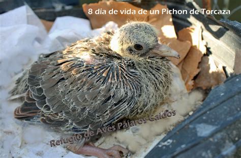 Pájaros Caídos   Ayudandolos a vivir: Pichon de paloma Torcaza  Zenaida ...