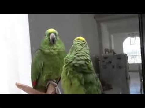 Pájaros cantando alabare a mi señor YouTube