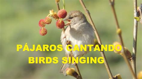 PAJAROS CANTANDO BIRDS SINGING FULL HD 1080p 42X ZOOM YouTube