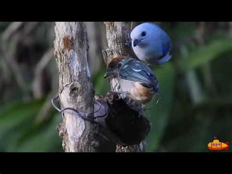 Pájaros cantando sonidos relajantes de la naturaleza: ambiental ...