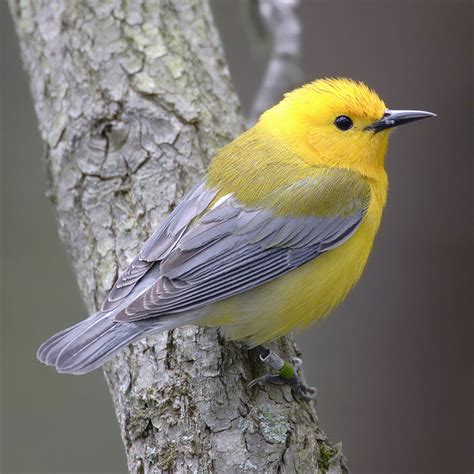 Pájaros cantores: Tarea pájaros cantores del curso e learning