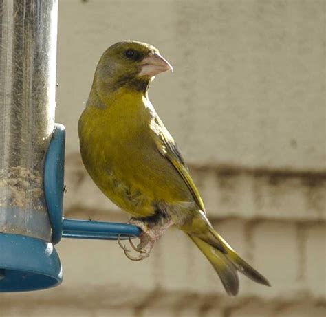 Pájaros de colores en Barcelona