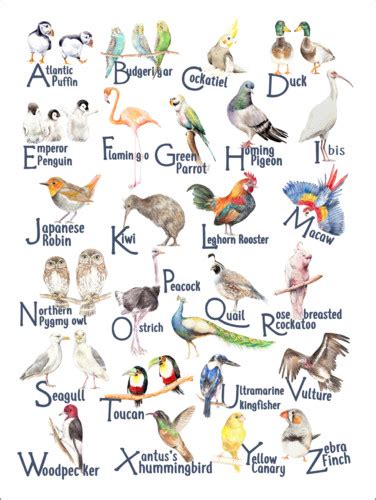 Pájaros de la A a la Z  inglés  de Wandering Laur ...