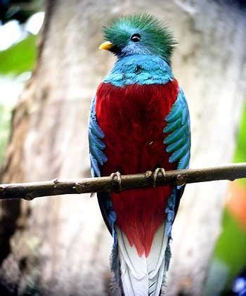 Pajaros de todas partes del mundo: Las aves mas coloridas del mundo