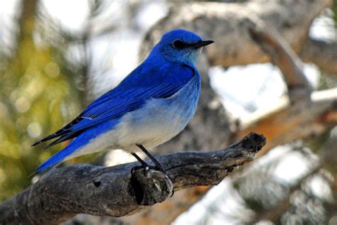 Pajaros de todas partes del mundo: Las aves mas coloridas del mundo