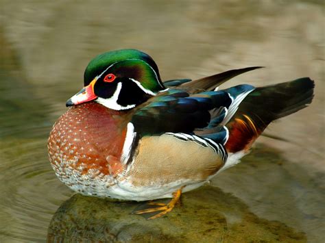 Pajaros de todas partes del mundo: Las aves mas coloridas del mundo