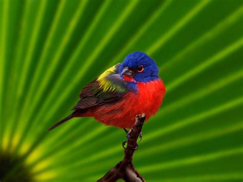 Pajaros de todas partes del mundo: Las aves mas coloridas ...