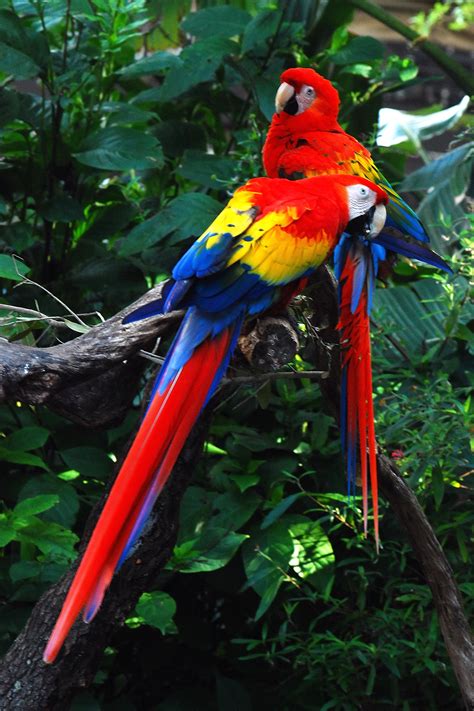 Pajaros de todas partes del mundo: Las aves mas coloridas ...