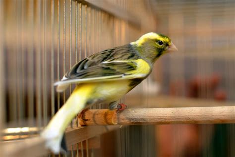 Pájaros en casa: Claves para aumentar su esperanza de vida | El Digital ...