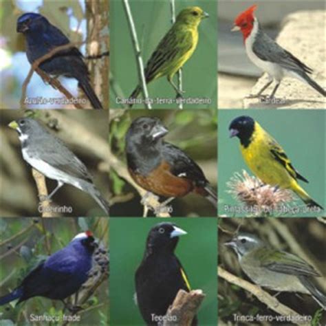 Pájaros en riesgo de extinción   Medio Ambiente