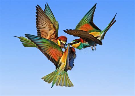 Pájaros Exóticos De La Batalla épica En El Cielo Imagen de ...