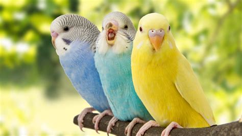 Pájaros exóticos: Descubre 5 tipos que puedes tener en ...
