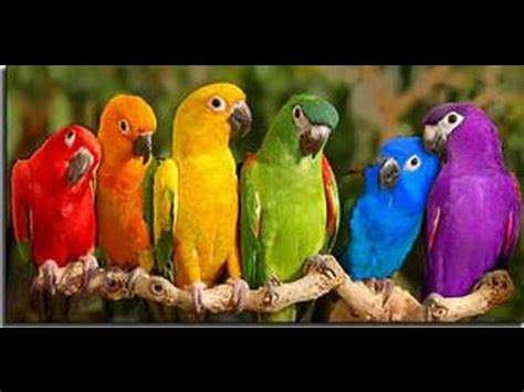 Pájaros Exóticos  Especies de Loros    YouTube
