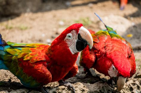 Pájaros guacamayo de cerca | Foto Premium