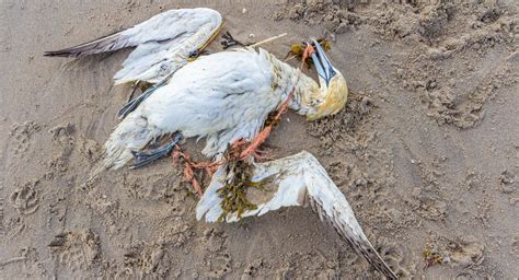 Pájaros muertos llueven en Montana ¿Qué sucede?