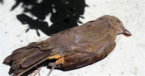 Pájaros muertos : Visto en Baires