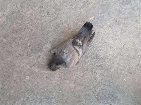Pájaros muertos ~ Vlc fotos