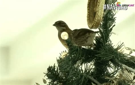 Pájaros nacen en árbol de Navidad: video