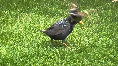 Pájaros pelean por gusanos en el patio trasero   YouTube