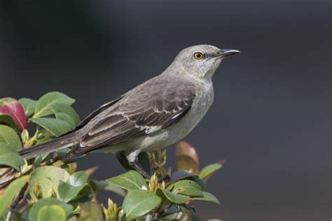 Pájaros que CANTAN DE NOCHE   Significado y ejemplos con fotos