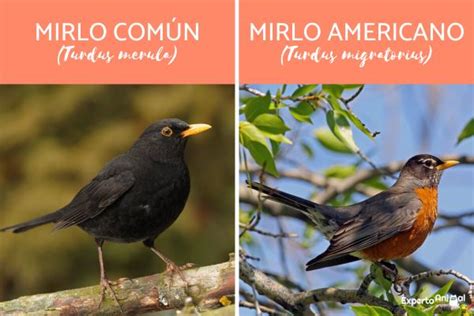 Pájaros que CANTAN DE NOCHE   Significado y ejemplos con fotos