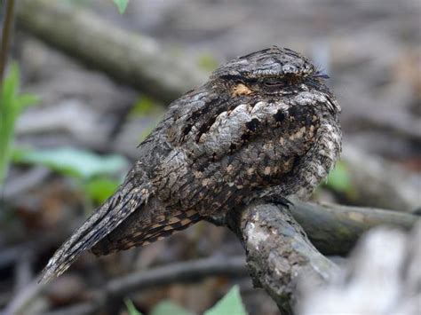 Pájaros que CANTAN DE NOCHE   Significado y ejemplos con fotos