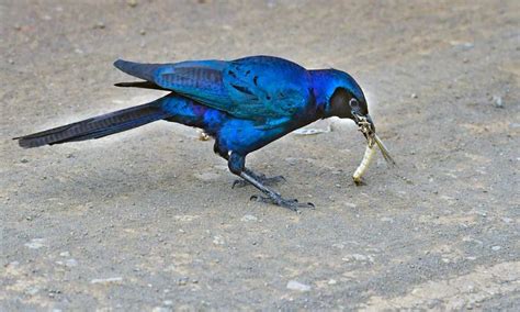 Pájaros que comen insectos