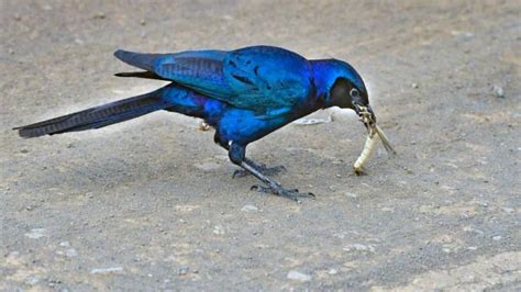 Pájaros que comen insectos
