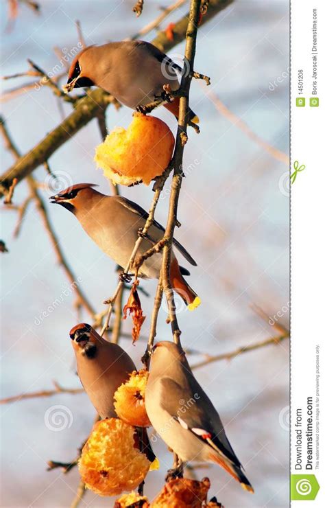 Pájaros que comen manzanas foto de archivo. Imagen de vertical   14501206