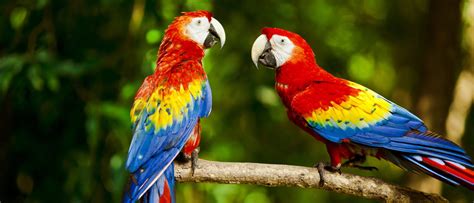 Pájaros que hablan   Bekia Mascotas