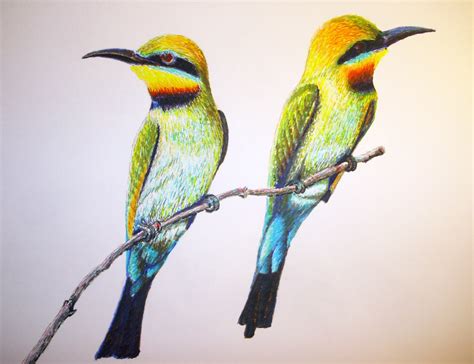 Pájaros | Retratos y dibujos personalizados