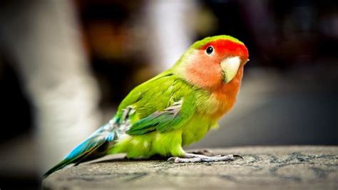Pájaros, toda la información sobre las aves más curiosas