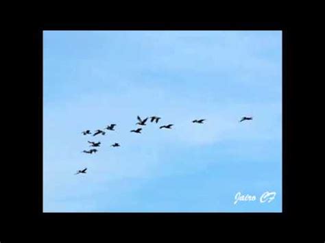 Pájaros volando Camara Lenta   YouTube