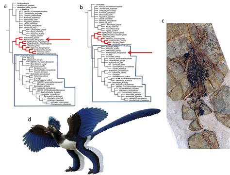 Palaeos, la historia de la Vida en la Tierra: Archaeopteryx, el ave que ...