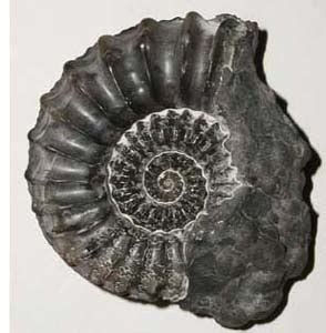 Paleontología: 5. Fósiles