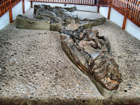 Paleontología en Colombia: Los reptiles marinos del ...