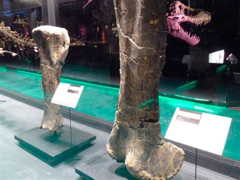 Paleontólogos de Dinópolis descubren un segundo dinosaurio gigante en ...