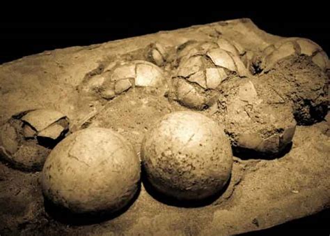 Paleontólogos hallan 160 huevos fósiles de aves prehistóricas en ...