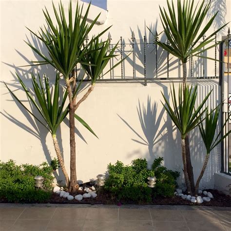 Palma Yuca. Poca agua y mucho sol. | Jardin con palmeras ...