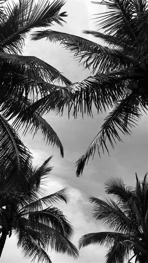 Palms tree black and white Palms tree black and white The post Palms ...