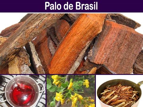 Palo de Brasil: Para que sirve, beneficios y como consumirlo