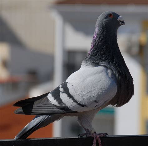 paloma buchon jienense | Pigeon, Animal lover, Poultry farm