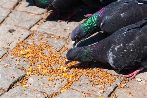 Paloma comiendo semillas de aves en el pavimento de bloque — Fotos de ...