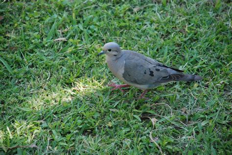 Paloma en el jardín | Las palomas bajan a comer semillas en … | Flickr