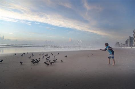 Palomas en la playa foto de archivo editorial. Imagen de palomas ...