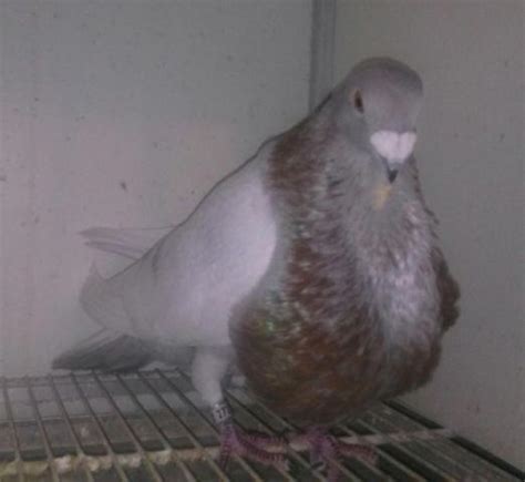 Palomas Jienenses for sale in Miami, Florida   Animals nStuff