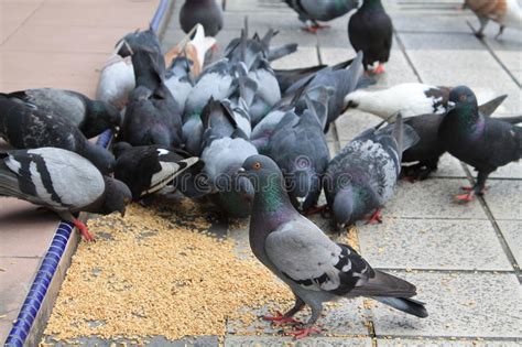 Palomas Que Comen En Una Ciudad Imagen de archivo   Imagen de palomas ...