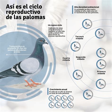 Palomas: ¿riesgo biológico sobre alas?