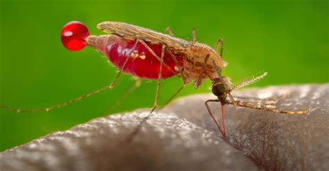 Paludisme : des chercheurs créent un moustique capable de tuer sa ...