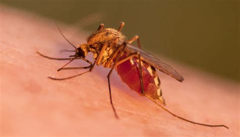 Paludismo: otra razón para eliminar al zancudo | Revista VIDASANA